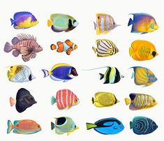 a group of different colored fish on a white background