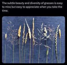 Plant Core Aesthetic, Appreciation Aesthetic, Nature Appreciation, Nature Words, Grasses, Botany, Ecology, Beautiful World, Mother Nature