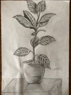 a pencil drawing of a potted plant on a table next to a piece of paper