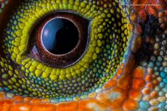 the inside of an orange and green lizard's eye