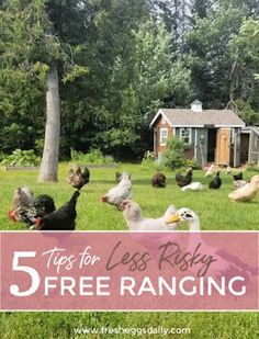 chickens and ducks in the grass with text overlay that reads tips for less risky free range