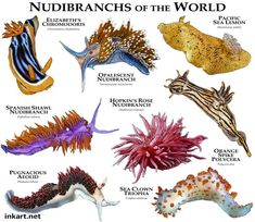 the nudibranchs of the world are shown in this poster, with their names