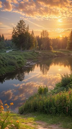 the sun is setting over a small lake with trees in the background and flowers growing on the bank