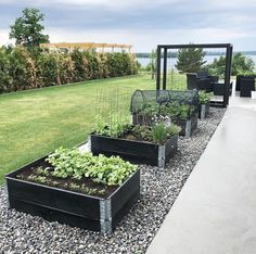 a row of raised garden beds with plants in them on graveled area next to grass