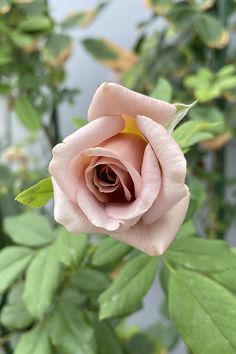 a pink rose with green leaves in the background