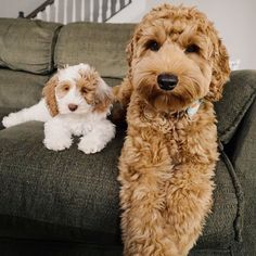 two dogs sitting on a couch next to each other