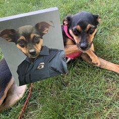 two dogs laying in the grass next to each other and one has a photo on it