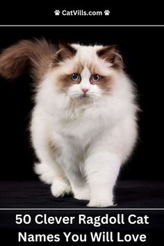 a white and brown cat with the caption 50 clever ragdoll cat names you will love