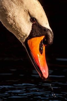 a close up of a swan with its mouth open