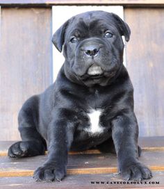 a large black dog sitting on top of a wooden bench