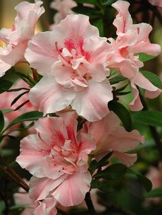 pink flowers are blooming in the garden