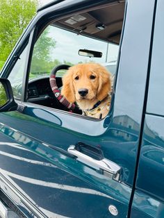 a brown dog sitting in the drivers seat of a blue truck with his head out the window