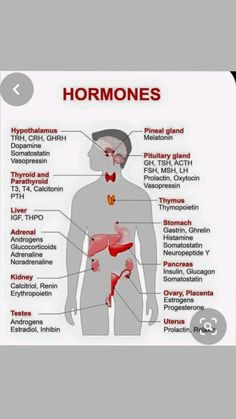 the anatomy of the human body and its major organs, including the livers, pancretam, bronchles, bile