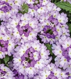 purple and white flowers with green leaves