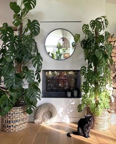 a cat sitting on the floor in front of some potted plants and a mirror