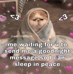 a cat in a robe with hearts around it and the caption reads, me waiting for you to send me a good morning message so i can wake up in peace