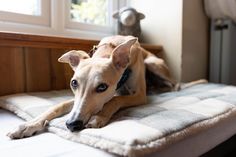 a brown dog laying on top of a bed next to a wooden window sill