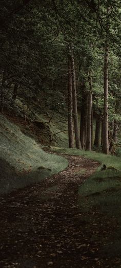 a path in the middle of a forest with lots of trees on either side of it