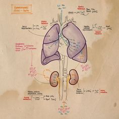 a diagram of the human body and its major organs, including the livers, lungs, stomachs, and more