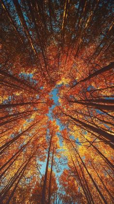 looking up at the tops of tall trees with yellow leaves and blue sky in background