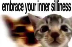 an image of a cat with the caption embrace your inner stillness