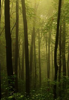 the sun is shining through the trees in the forest