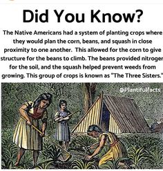 an image of native americans working in the field with text that reads did you know?