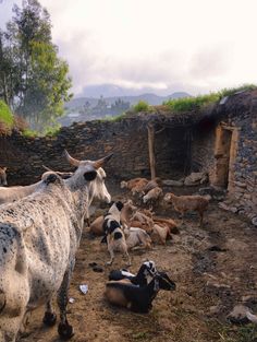 a herd of cattle standing next to each other on a dirt ground near a stone wall