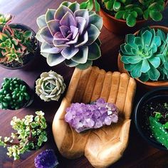 several different types of succulents and plants on a table