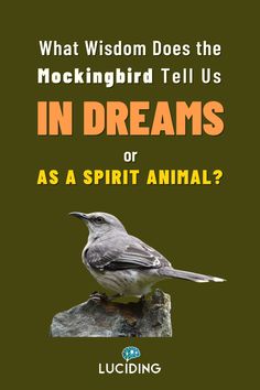 What Are Some Common Mockingbird Dream Meanings? Amphibians, Spirit Animal, Beautiful Photography, Dreaming Of You, Meant To Be, Singing