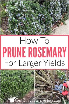 how to prune rosemary for larger yields in the garden with text overlay that says how to prune rosemary for larger yield