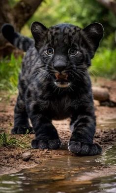 a black leopard cub walking across a dirt road next to a body of water with trees in the background