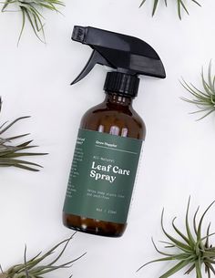 a bottle of leaf care spray surrounded by air plants