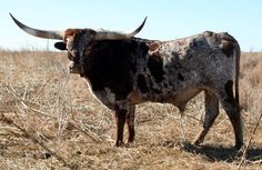 a cow with large horns standing in the middle of a dry grass field on a sunny day