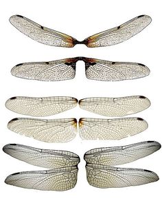 four different types of dragonflies with wings spread out and facing the same direction on a white background