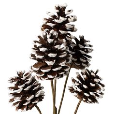 three pine cones sitting on top of each other in front of a white background,