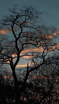 the silhouette of trees against a cloudy sky