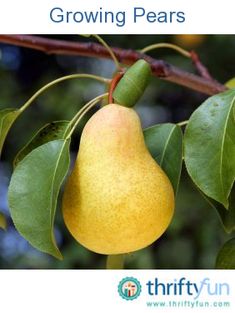 a pear hanging from a tree branch with leaves