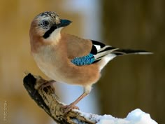 a small bird perched on top of a tree branch in the snow and looking around