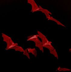 several red bats flying in the dark