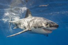 a great white shark swimming in the ocean