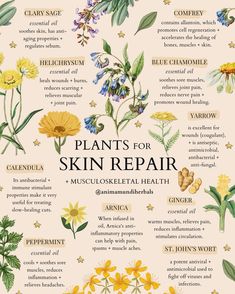 Plant Remedies, Herbal Education, Herbal Remedies Recipes, Medicinal Herbs Garden, Medical Herbs, Magia Das Ervas, Natural Alternatives, Witch Stuff, Magic Herbs