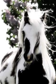 a black and white horse standing in front of some purple flowers on a sunny day