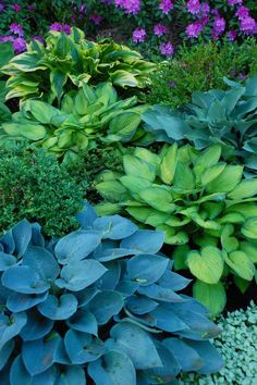 many different types of plants in a garden