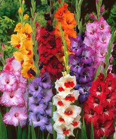 the flowers are all different colors and have very long stems that grow from them to be planted