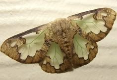 a close up of a moth on a white surface