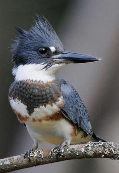 a blue and white bird sitting on top of a tree branch