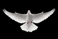 a white dove flying in the air with its wings spread out and it's eyes open