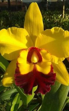 a yellow and red flower with green leaves