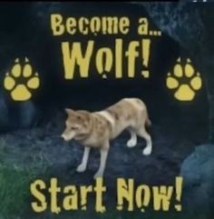 an orange and white cat standing in front of a sign that says, become a wolf start now